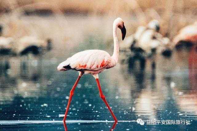 發現非洲體驗之旅肯尼亞10游 發現非洲體驗之旅肯尼亞10游